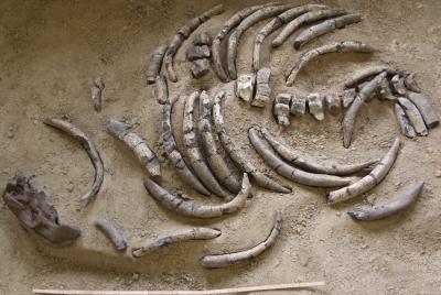 Sea Cow Skeleton