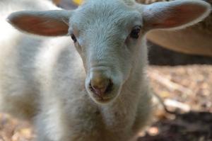 Lamb