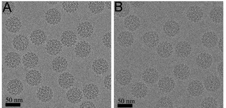 HPV16