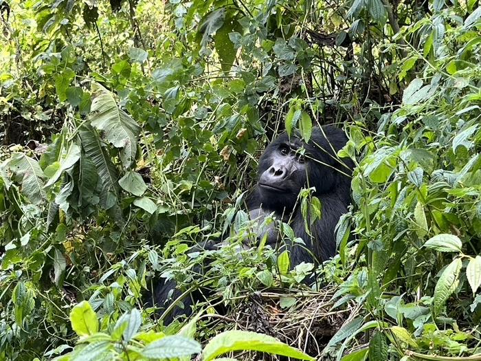 Gorilla Bwindi Impenetrable forest