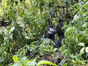 Gorilla Bwindi Impenetrable forest