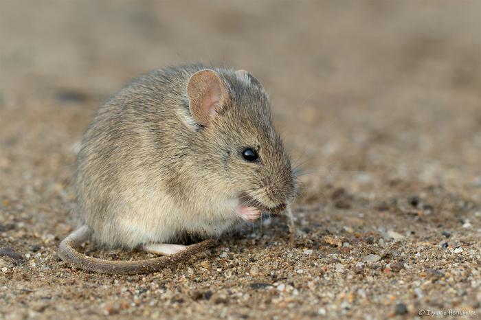 Drylands vesper mouse