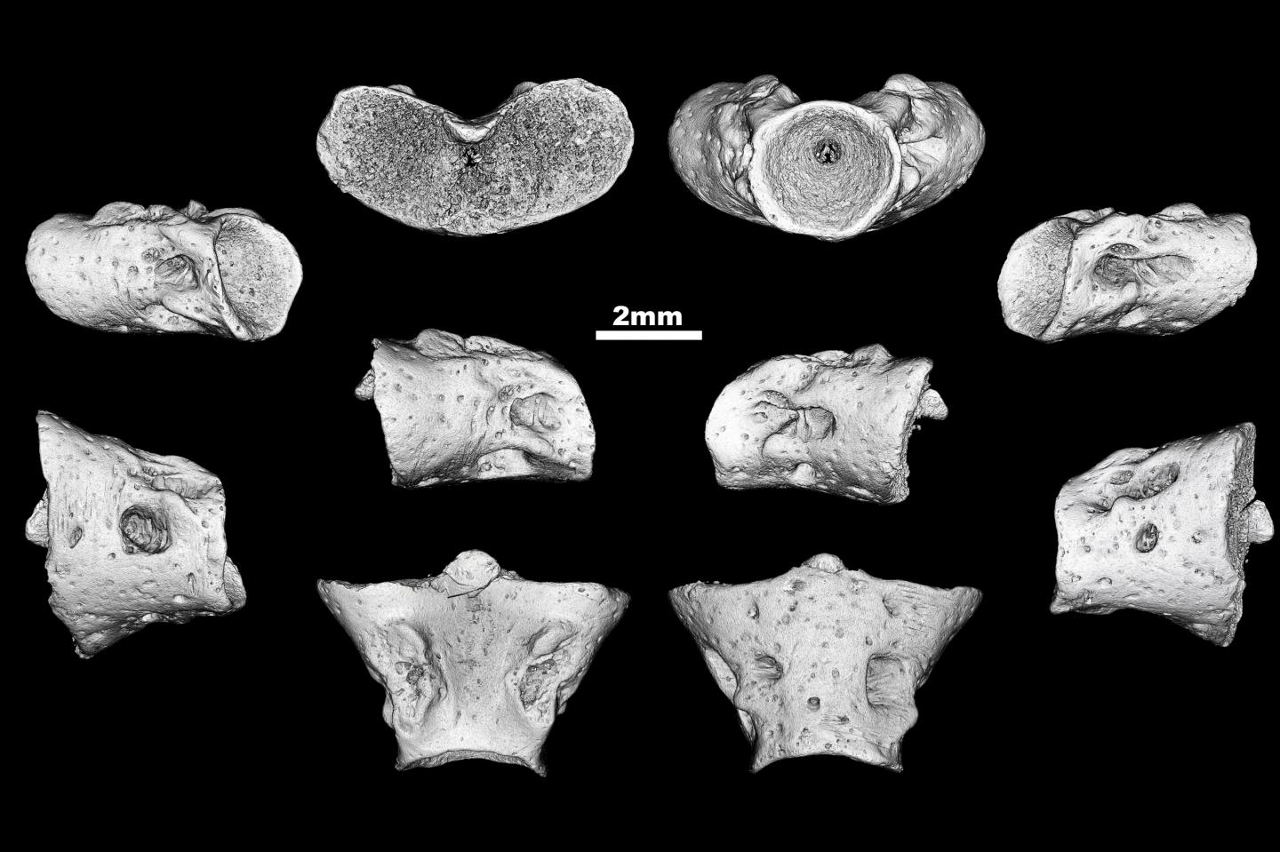 Egoria Sections