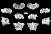 Egoria Sections