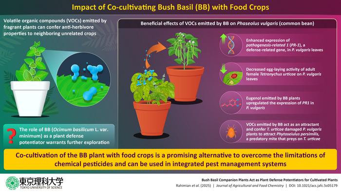 Improving pest resistance in plants using fragrant plants