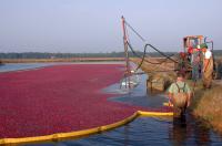 Harvest