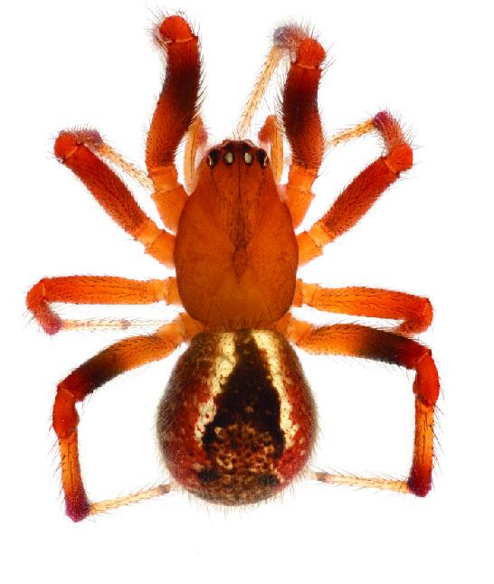 <i>A. Darwini</i>