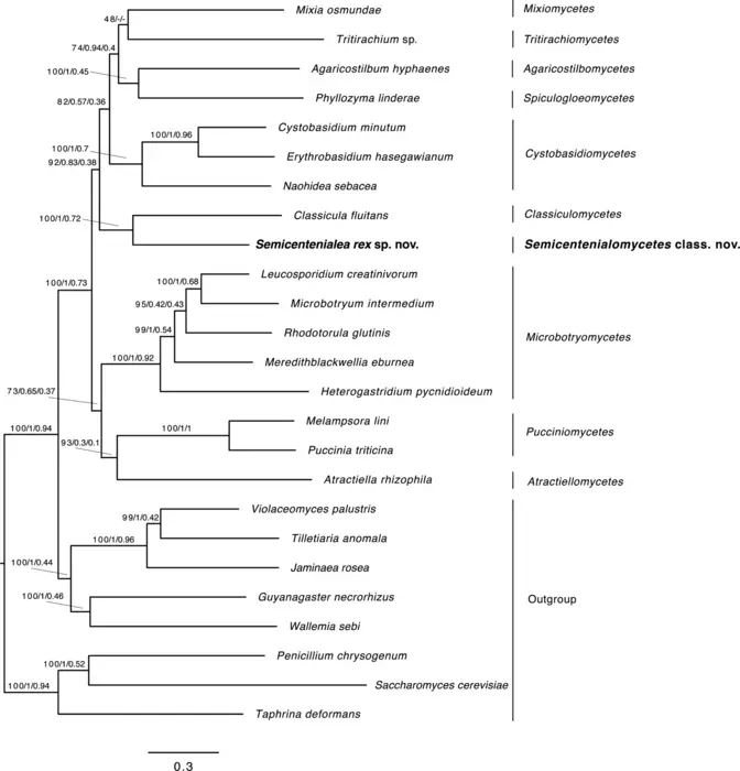 Figure 1. Phylogenetic placement of HU4064