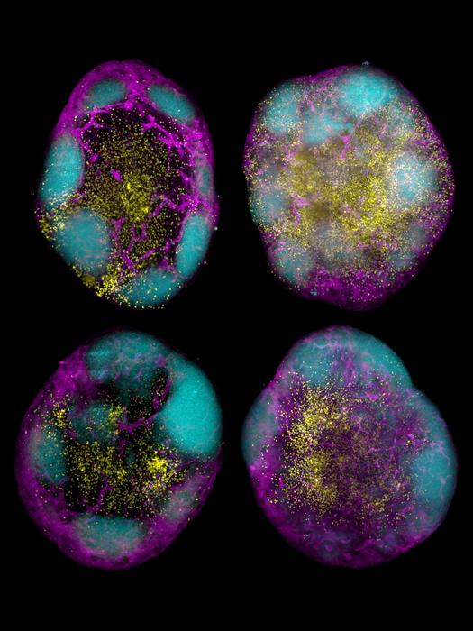 CD8+ T cells