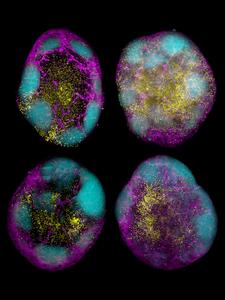 CD8+ T cells