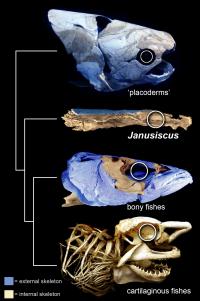 Two-Faced Fish Fossil