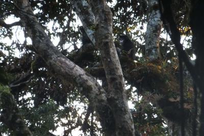 Male: <i>Rhinopithecus strykeri</i>