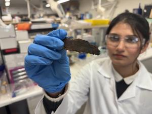 Researcher holds up a sample of eucalyptus bark