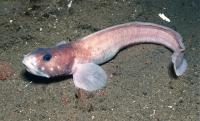 Antarctic Eelpout