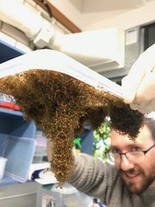 Dr Chris Reid, working with weaver ants