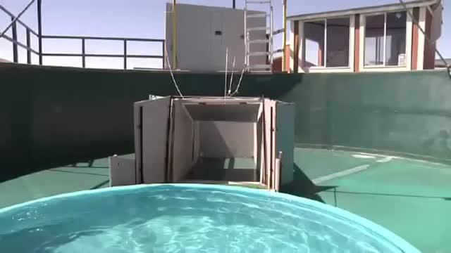 Algal Toxin Impairs Sea Lion Memory and Foraging (3 of 3)