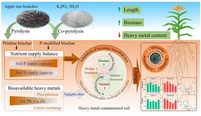 P-modified biochar alters the microbial community in heavy metal-contaminated soils by regulating nutrient supply balance
