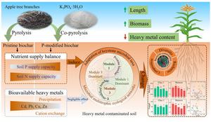 P-modified biochar alters the microbial community in heavy metal-contaminated soils by regulating nutrient supply balance