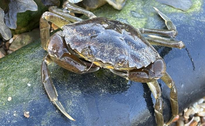 Female crab