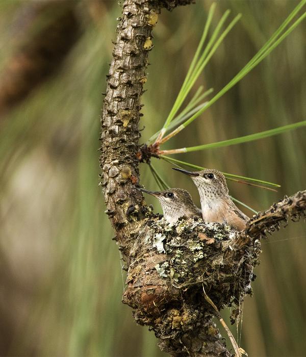 Calliope hummingbird nest