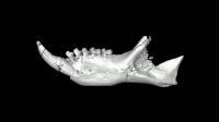 Plesiopithecus Teras