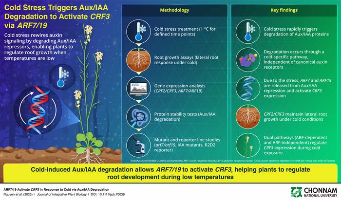 Cold-Triggered Molecular Switch Helps Plants Protect Roots During Sudden Temperature Drops