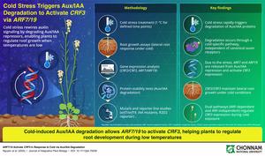 Cold-Triggered Molecular Switch Helps Plants Protect Roots During Sudden Temperature Drops