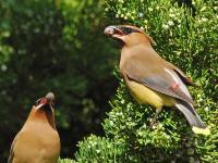 Cedar waxwing