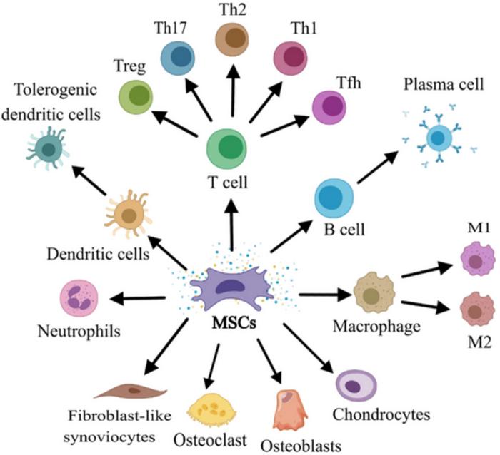 Characteristics of MSCs and their and therapeutic mechanisms in rheumatoid arthritis.