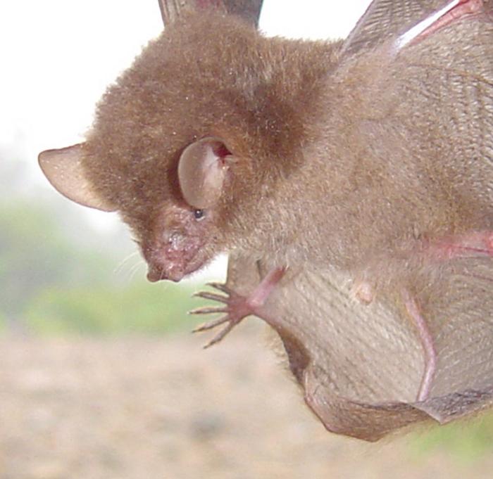 Murina luzonensis