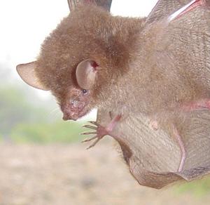 Murina luzonensis