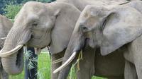 Elephants