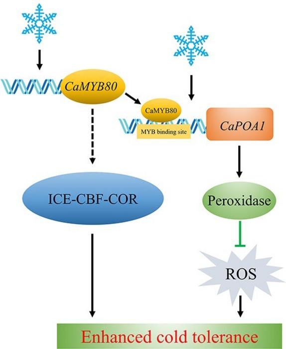 Proposed model through which CaMYB80 enhanced the cold tolerance of pepper by directly targeting CaPOA1.