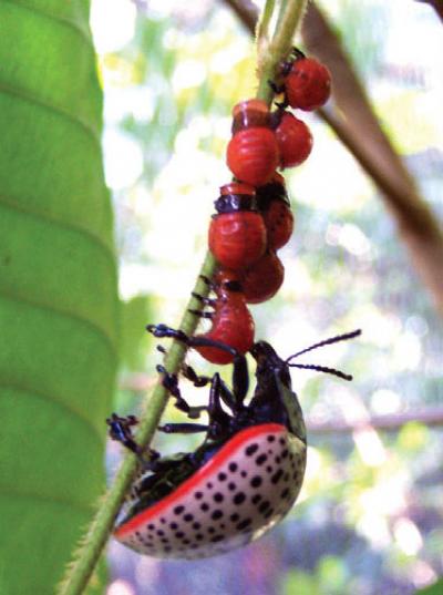<i>D. paykulli</i>