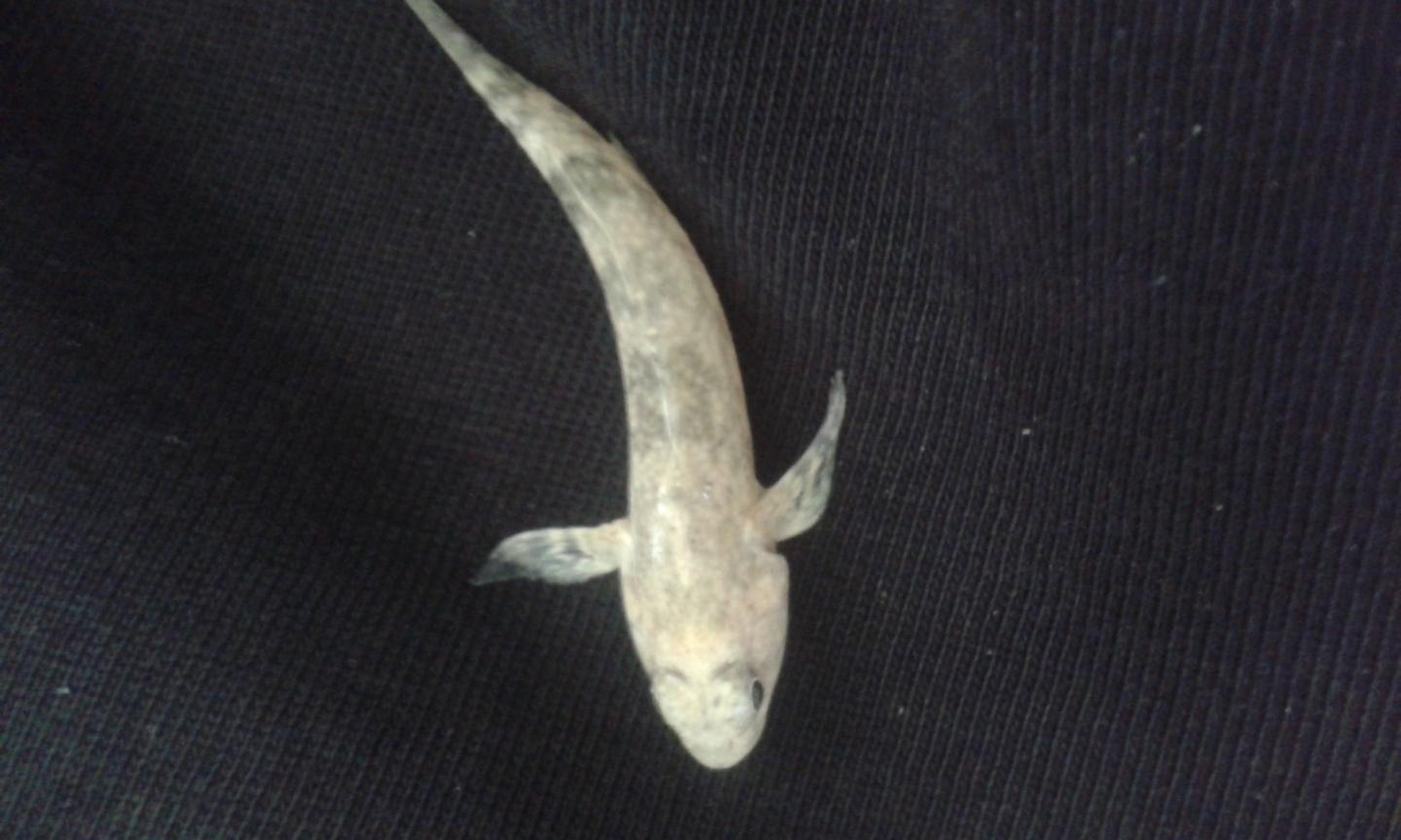 Knysna Sand Goby