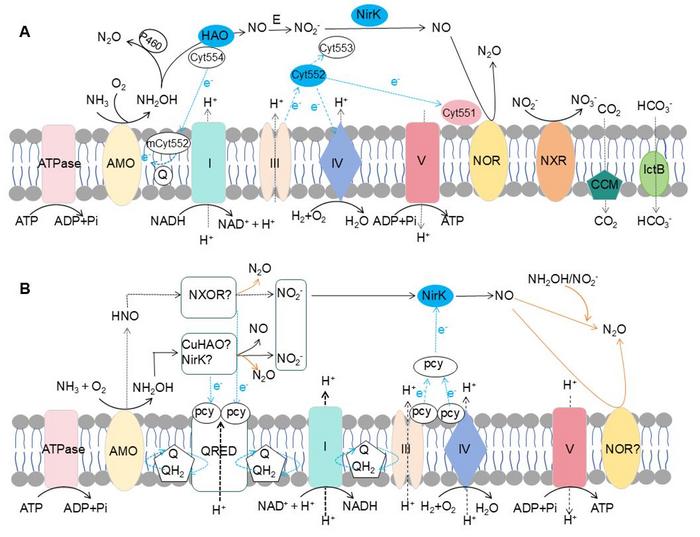 Potential metabolic pathways of N2O production by ammonia-oxidizing archaea.