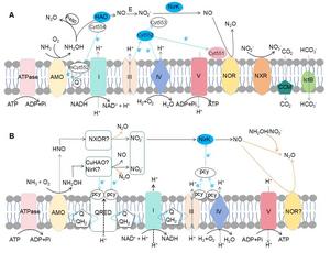 Potential metabolic pathways of N2O production by ammonia-oxidizing archaea.