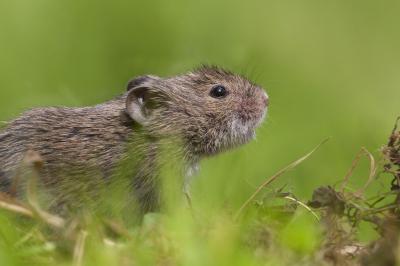 Continent-Wide Look at Vole Populations (1 of 9)