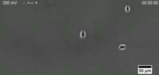 Cells Crawling in An Electric Field