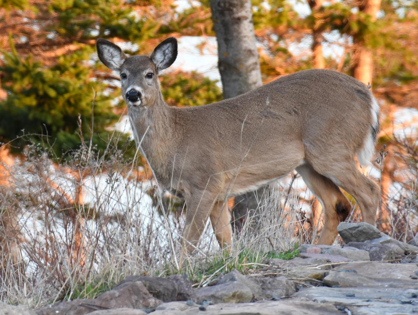 White-tailed deer