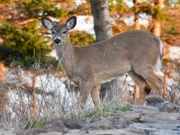 White-tailed deer
