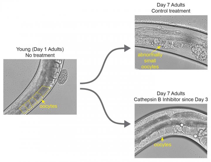 Princeton Researchers Identify Mechanism to Extend Egg Viability