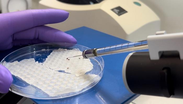 Varroa mites in petri dish