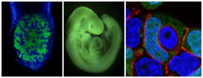 Embryo