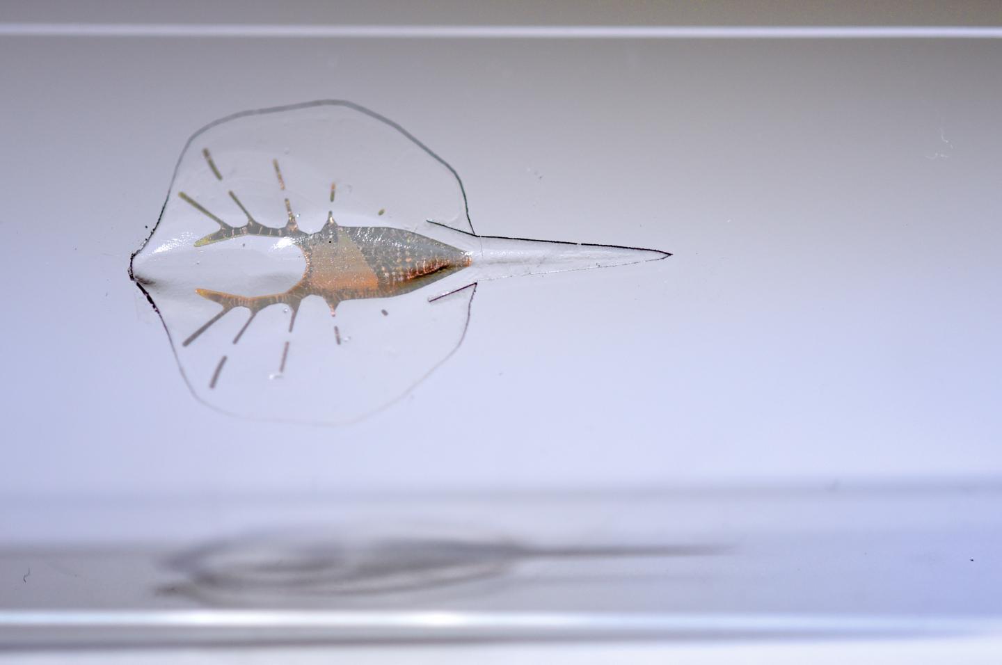 The Debut of a Robotic Stingray, Powered by Light-Activated Rat Cells (1 of 18)