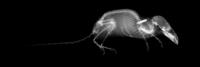 Shrew X-ray