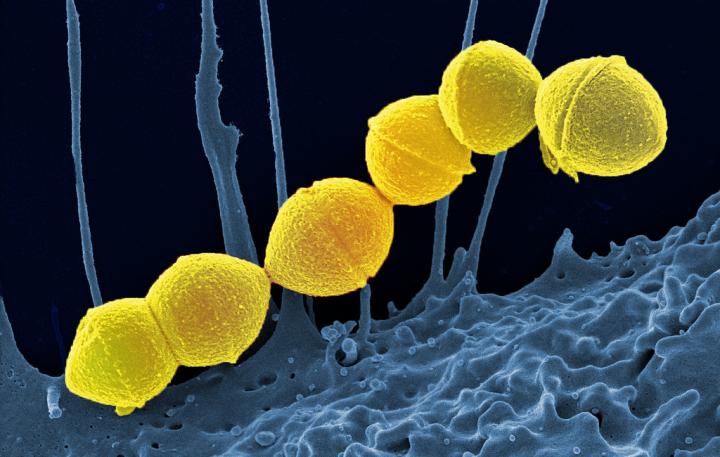 Group A Streptococci