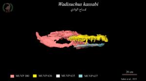 3D composite skull model of Wadisuchus kassabi