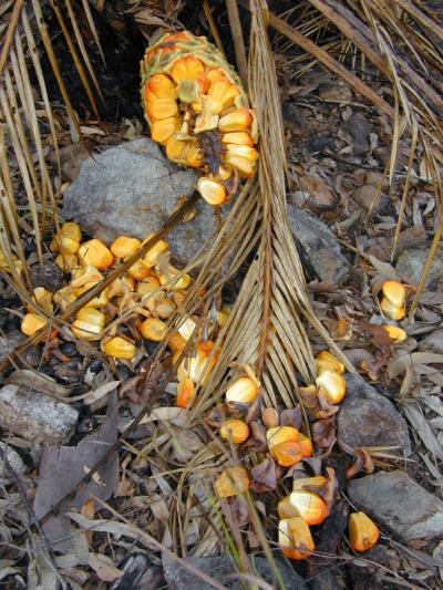Female Cone