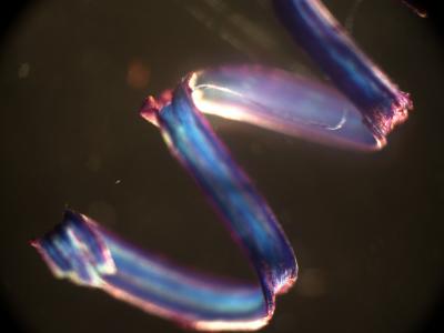 How Cucumber Tendrils Hoist Their Payload Sunward (3 of 11)